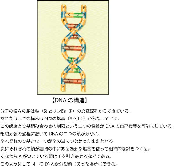 DNAの構造-1